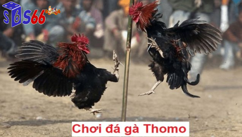 tham gia vào hoạt động đá gà thomo trực tiếp