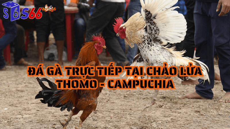 Cách thực hiện trực tiếp đá gà c1 hôm nay